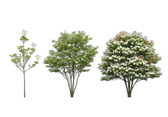 Obraz premium Set of Isolated Dogwood Trees with Flowers on Transparent Backgrounds at Various Stages