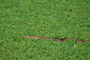 Nile Crocodile (Crocodylus niloticus) lurking amongst floating water hyacinth in a shallow lagoon in South Luangwa National Park, Zambia