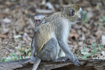 Vervet monkey (Chlorocebus pygerythrus) with young in South Luangwa National Park, Zambia
