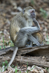 Vervet monkey (Chlorocebus pygerythrus) with young in South Luangwa National Park, Zambia