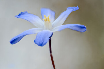 Blue Glory-of-the-Snow Flower (Chionodoxa) in Bloom