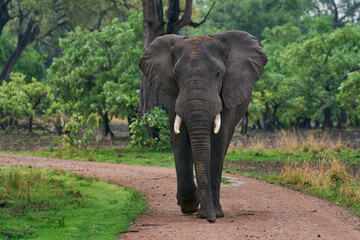 Large bull African Elephant (Loxodonta africana) in a wooded area in South Luangwa National Park, Zambia    