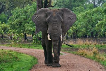 Large bull African Elephant (Loxodonta africana) in a wooded area in South Luangwa National Park, Zambia    