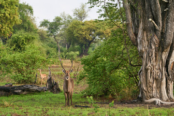 Waterbuck (Kobus ellipsiprymnus) in a wooded meadow in South Luangwa National Park, Zambia