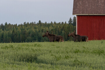 Two moose on summer night