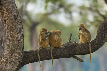 Yellow Baboons (Papio cynocephalus) grooming whilst sat on a tree branch in South Luangwa National Park, Zambia