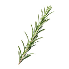 Fototapeta premium Minimalist style photo of single rosemary sprig, high-resolution, isolated on a transparent background
