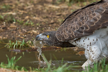 Martial Eagle (Polemaetus bellicosus) drinking from a pool of water in South Luangwa National Park, Zambia