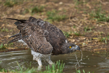 Martial Eagle (Polemaetus bellicosus) drinking from a pool of water in South Luangwa National Park, Zambia