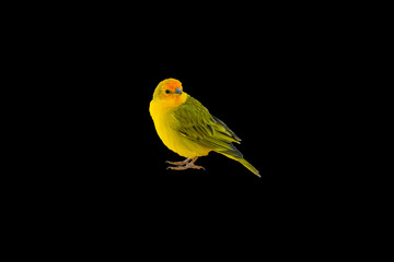Canary-of-Terra, Sicalis Flaveola L., small Brazilian yellow bird of very Arministic and relaxing singing present in cities and interior. Canário da terra