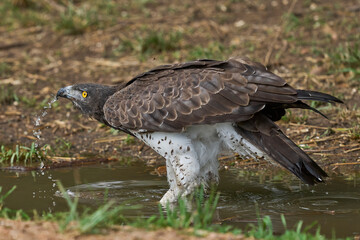 Martial Eagle (Polemaetus bellicosus) drinking from a pool of water in South Luangwa National Park, Zambia