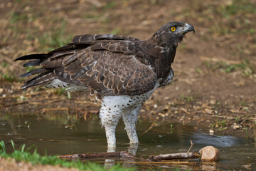 Martial Eagle (Polemaetus bellicosus) drinking from a pool of water in South Luangwa National Park, Zambia