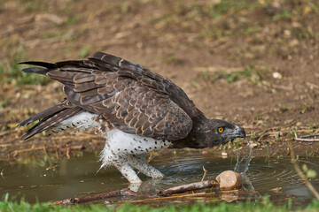 Martial Eagle (Polemaetus bellicosus) drinking from a pool of water in South Luangwa National Park, Zambia