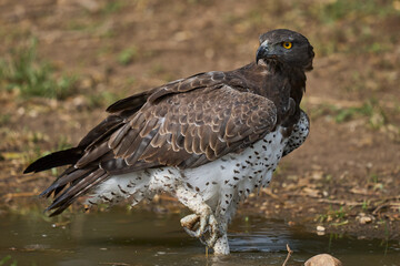 Martial Eagle (Polemaetus bellicosus) drinking from a pool of water in South Luangwa National Park, Zambia