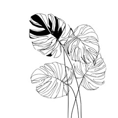 Minimalist monstera leaf line art drawing black and white botanical illustration vector design element decor