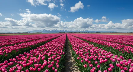 Pink tulip field with blue sky and white clouds scenic landscape floral nature photography springtime beauty © Luxaa