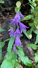 Vibrant purple bell-shaped flowers growing among lush green foliage, showcasing nature's beauty and intricate details in a serene outdoor environment with natural lighting
