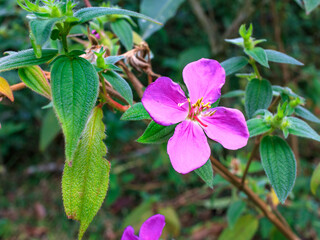 Beautiful pink flower amidst lush green foliage in a serene forest setting during springtime