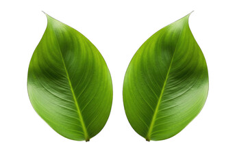 Obraz premium Two Lush Green Leaves Arranged Symmetrically on Transparent Background Design Element