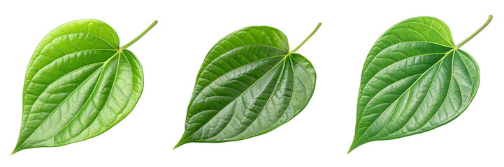 Obraz premium Set of A Firefly green betel leaf isolated on a transparent background