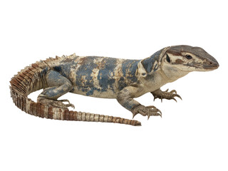 Naklejka premium Detailed Image of Isolated Lizard on Transparent Background