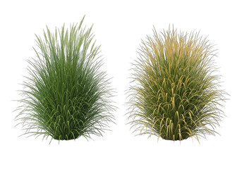 Obraz premium Two Ornamental Grasses on Transparent Background, Lush Greenery and Golden Foliage
