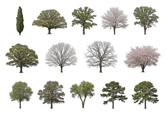 Fototapeta premium Variety of Trees Set, of Twelve Different Trees on Transparent Background