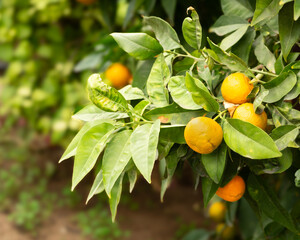 Oranges on tree close up