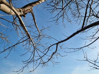 Pruned tree trunk with new green sprouts growing against cloudy evening sky