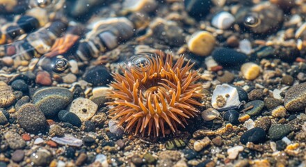 Close up of an orange sea anemone on the seabed with rocks and sand
