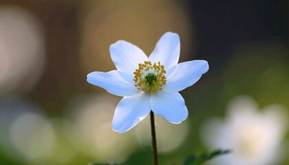 Close-up of a delicate white flower