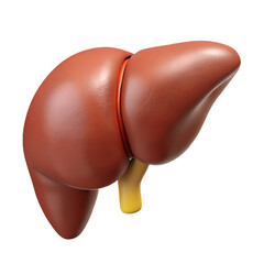 Detailed 3d rendering of a human liver isolated on transparent background, representing digestive and metabolic functions