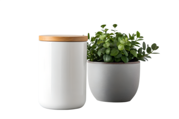 White jar and green plant isolated on white background