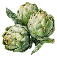 Obraz premium Hand-painted watercolor illustration of fresh artichokes with layered green leaves, detailed botanical style, isolated on white background.