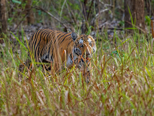 Bengal Tiger walking in the forest of Nagarhole National Park (India)