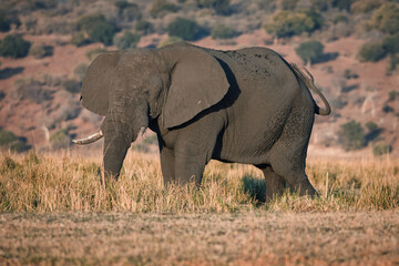 Fototapeta premium Elephant with raised ears in Chobe National Park, Botswana