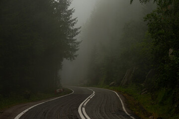 Foggy Forest Road. Fog road in forest at morning.