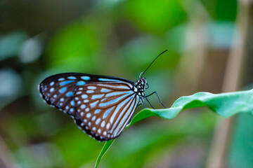 Blue tiger butterfly resting on green leaf