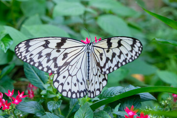 Paper kite butterfly on pink flowers in green garden