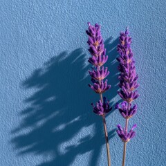 Two vibrant purple lavender sprigs cast elongated shadows on a textured, pale blue background