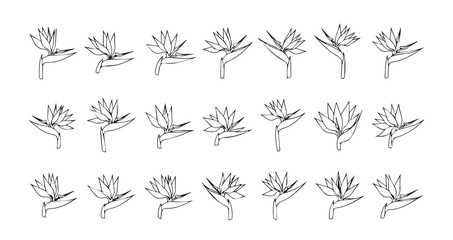 Bird of Paradise line art icon bundle illustration