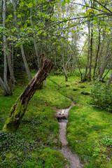A landscaped garden park with a wooden pathway, a small stream, and decorative moss sculptures shaped like birds, surrounded by lush green forest.