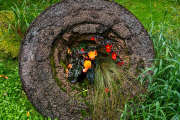 An old stone or concrete wheel in a garden with bright orange and red flowers planted in its center, creating a natural decorative composition.