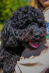 curly black dog, handsome miniature poodle, sitting on  hands, of his mistress, portrait, young,...