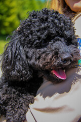 Curly black dog, handsome Miniature Poodle, sitting on the hands of his mistress, portrait, young, well-groomed, walk, rest, pet, friend, close-up, summer, sunny