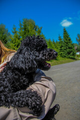 Curly black dog, handsome Miniature Poodle, sitting on the hands of his mistress, profile, portrait, young, well-groomed, walk, rest, pet, friend, green background, summer, sunny