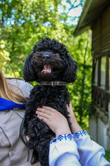 Curly black dog, handsome Miniature Poodle, sits on the hands of owner, children's hands stroke,...