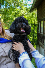 Curly black dog, handsome Miniature Poodle, sits on the hands of owner, children's hands stroke, touch fur, portrait, young, well-groomed, walk, rest, pet, friend, green background, summer, su