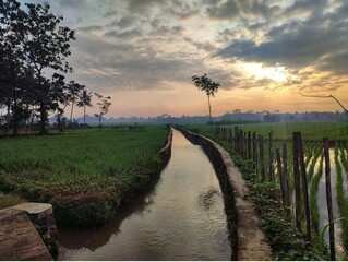 Idyllic Rural Sunrise Over Lush Green Rice Paddies and Waterway Canal