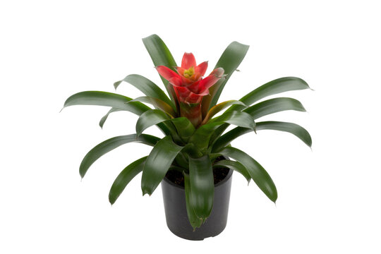 A vibrant red bromeliad plant in a black pot, isolated on a transparent background. background removed